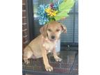 Adopt Alice the Puppy a Tan/Yellow/Fawn - with White Boxer / Border Terrier /