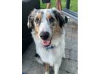 Adopt Auzzie a Australian Shepherd / Mixed dog in Kelowna, BC (38103105)
