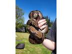 Adopt Severus Snake a Snake reptile, amphibian, and/or fish in Duncan
