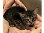 Adopt Nitro a Brown Tabby Domestic Mediumhair (medium coat) cat in Quincy