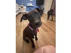 Adopt Olivia Society a Black Labrador Retriever / Boxer / Mixed dog in