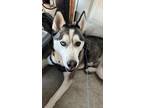 Adopt Max a Black - with White Husky / Mixed dog in San Jose, CA (38104981)