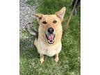 Adopt Bella a German Shepherd Dog / Husky / Mixed dog in West Vancouver