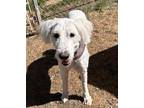 Adopt Daisy a Maremma Sheepdog / Poodle (Standard) / Mixed dog in Williams Lake