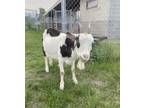 Adopt Baaabs a Goat farm-type animal in Kelowna, BC (38104521)