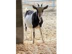 Adopt Ramsey a Goat farm-type animal in Kelowna, BC (38104520)