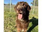 Adopt Eclair *read My Bio a Labradoodle / Mixed dog in Kamloops, BC (38104517)
