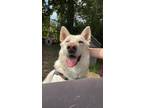 Adopt Sky a Husky / German Shepherd Dog / Mixed dog in Burnaby, BC (38103093)