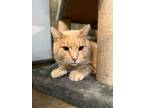 Adopt Cheeto a Orange or Red Tabby Domestic Shorthair / Mixed (short coat) cat