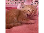 Adopt Nacho a Orange or Red Domestic Shorthair / Mixed cat in Marion