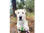 Adopt Griffin a Maremma Sheepdog / Pit Bull Terrier / Mixed dog in Penticton