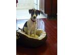 Adopt Harriet a Whippet / Terrier (Unknown Type, Medium) / Mixed dog in