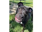 Adopt Otto a Black Boxer / Mixed dog in Quincy, IL (38101429)