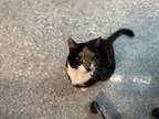 Adopt Jupiter a All Black Domestic Shorthair / American Shorthair / Mixed cat in