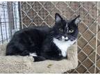 Adopt Carter a Black & White or Tuxedo Domestic Shorthair (short coat) cat in