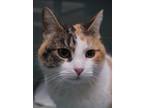 Adopt Pesa a White Domestic Shorthair / Domestic Shorthair / Mixed cat in
