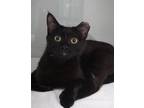 Adopt Reimi a All Black Domestic Shorthair / Domestic Shorthair / Mixed cat in