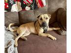 Adopt Elroy a Tan/Yellow/Fawn Shar Pei / Pit Bull Terrier / Mixed dog in Bethel