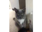 Adopt Mittens a Gray or Blue (Mostly) Domestic Longhair / Mixed (long coat) cat