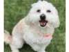 Adopt Cookie a Maltipoo