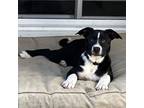 Adopt Gage a Border Collie, Mixed Breed