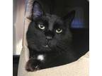 Adopt Panther a Domestic Short Hair