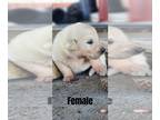 Anatolian Shepherd-Great Pyrenees Mix PUPPY FOR SALE ADN-606410 - Great Pyrenees