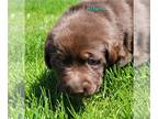 Labrador Retriever PUPPY FOR SALE ADN-606457 - AKC Chocolate Lab Puppies