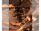 Rottweiler PUPPY FOR SALE ADN-606235 - Rottweiler litter for sale