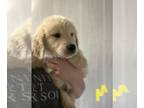 Golden Retriever PUPPY FOR SALE ADN-606492 - AKC Golden Retriever puppies