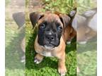Boxer PUPPY FOR SALE ADN-606456 - Akc boxer pup for sale