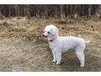 Adopt Ruby a Poodle