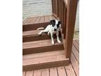 Adopt Juni a Beagle, Labrador Retriever
