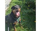 Adopt Aby a Rottweiler