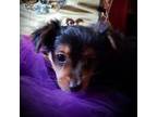 Chorkie Puppy for sale in Loxley, AL, USA