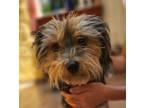 Adopt COCO a Yorkshire Terrier
