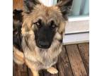 Adopt Coco a German Shepherd Dog, Alaskan Malamute
