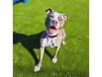 Adopt Bitty a Pit Bull Terrier