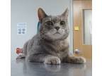Adopt Alyssia a Gray or Blue Domestic Shorthair / Domestic Shorthair / Mixed cat