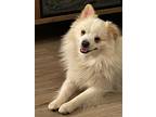 Adopt Lenny a White Pomeranian / Eskimo Dog / Mixed dog in Phoenix