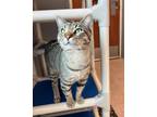 Adopt Toby a Gray or Blue American Shorthair / Domestic Shorthair / Mixed cat in