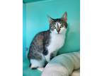 Adopt Pizza a Brown or Chocolate Domestic Shorthair / Domestic Shorthair / Mixed