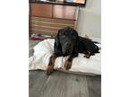 Adopt The Remarkable Foon a Black Rottweiler / Bloodhound / Mixed dog in