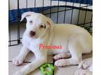 Adopt Precious a White Boxer / Spaniel (Unknown Type) / Mixed dog in New Port