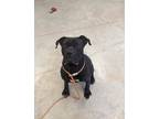 Adopt Syn a Black Cane Corso / Mixed dog in Fallston, MD (38116704)
