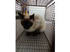 Adopt Blinky a Siamese / Mixed (short coat) cat in Brownwood, TX (38116493)