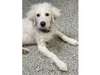 Adopt Phyllis a Great Pyrenees