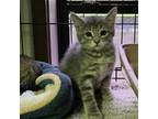 Adopt Blinker a Gray or Blue Domestic Shorthair / Mixed cat in Stephenville