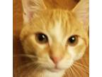 Adopt Sweet Tater @Smitten Kitten Cat Cafe a Orange or Red Domestic Shorthair /