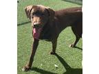 Adopt Darby a Brown/Chocolate Labrador Retriever dog in Calgary, AB (38115130)